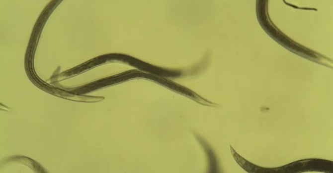 BENEFICIAL NEMATODES